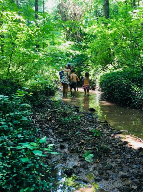 People and children wading through a muddy stream in a forest