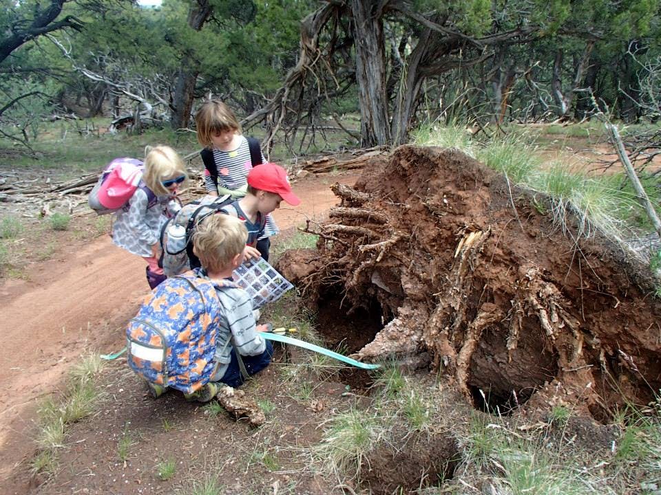 Children examining exposed tree roots
