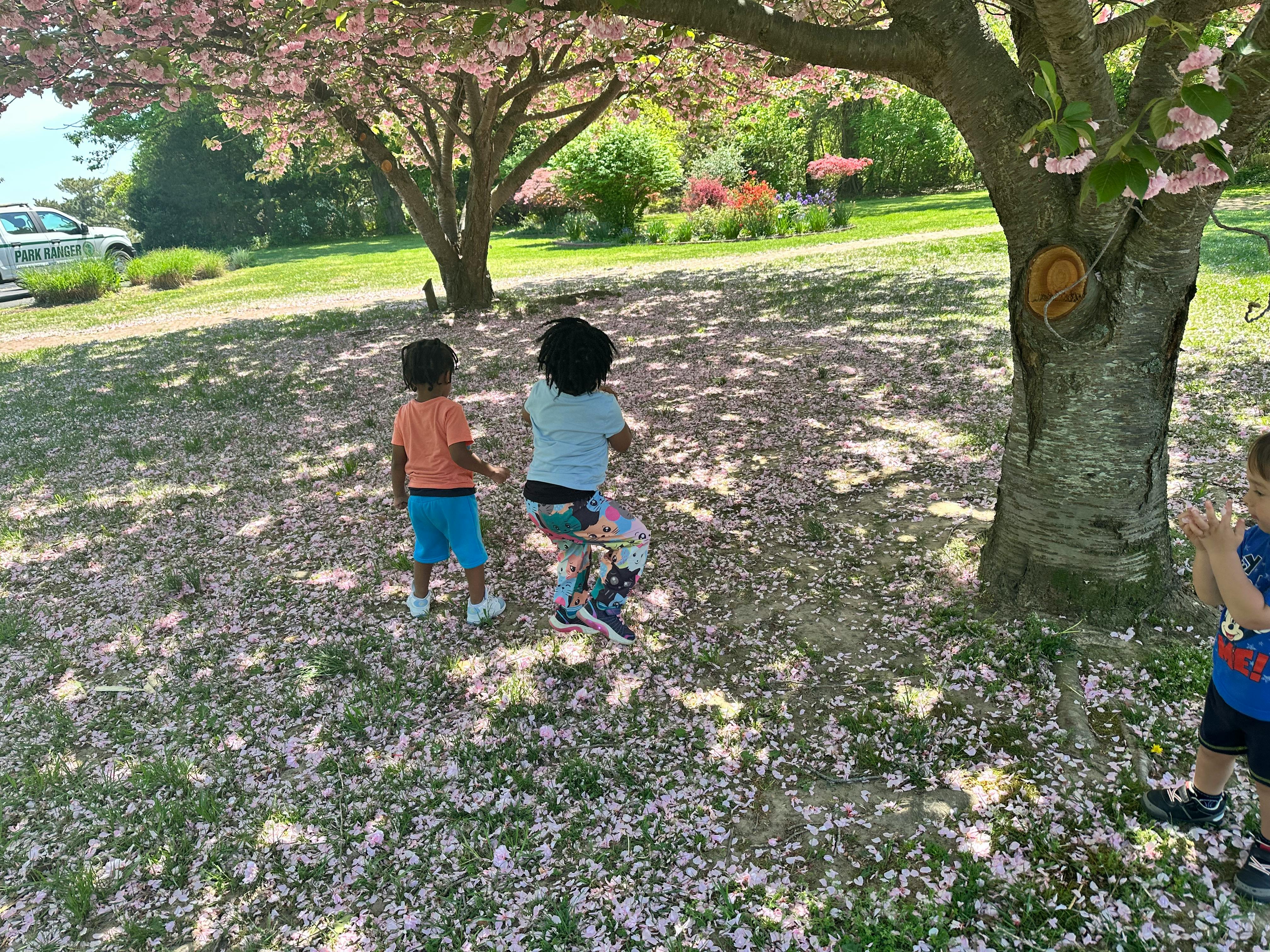 Children playing under a tree with fallen petals