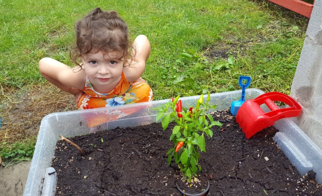 Child looking over a planter with a small pepper plant