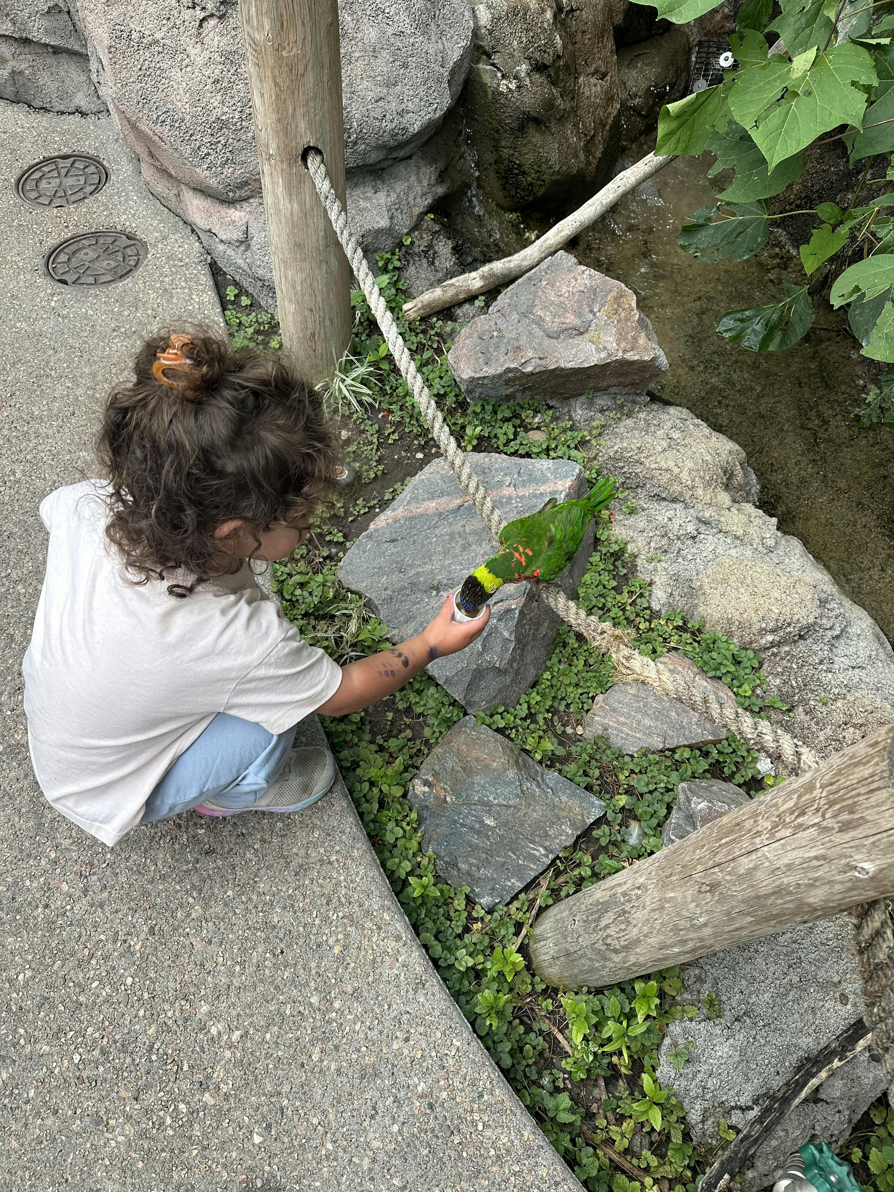 Child feeding a green parrot