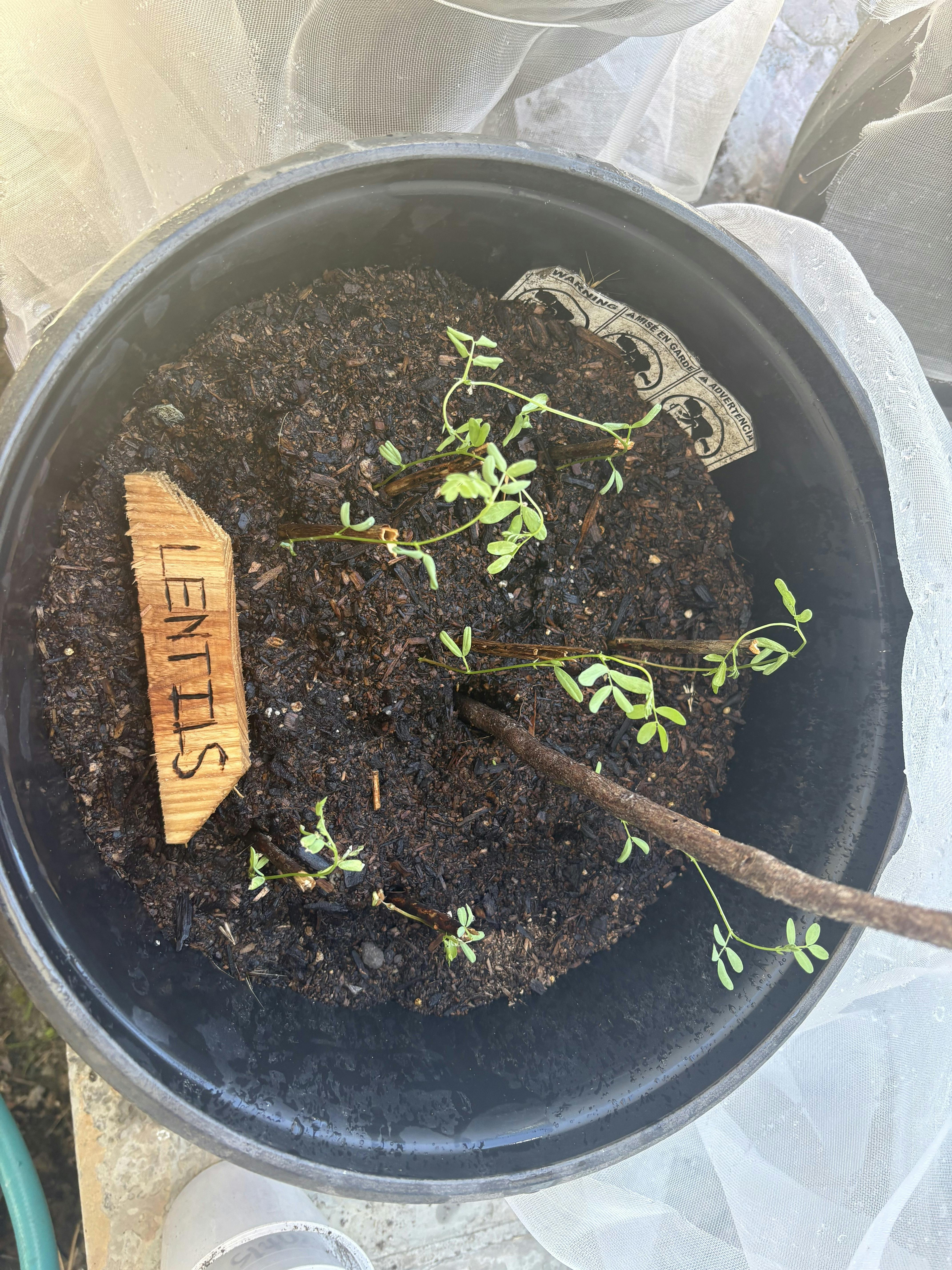 Small lentil seedlings growing in a black plastic pot with a wooden label