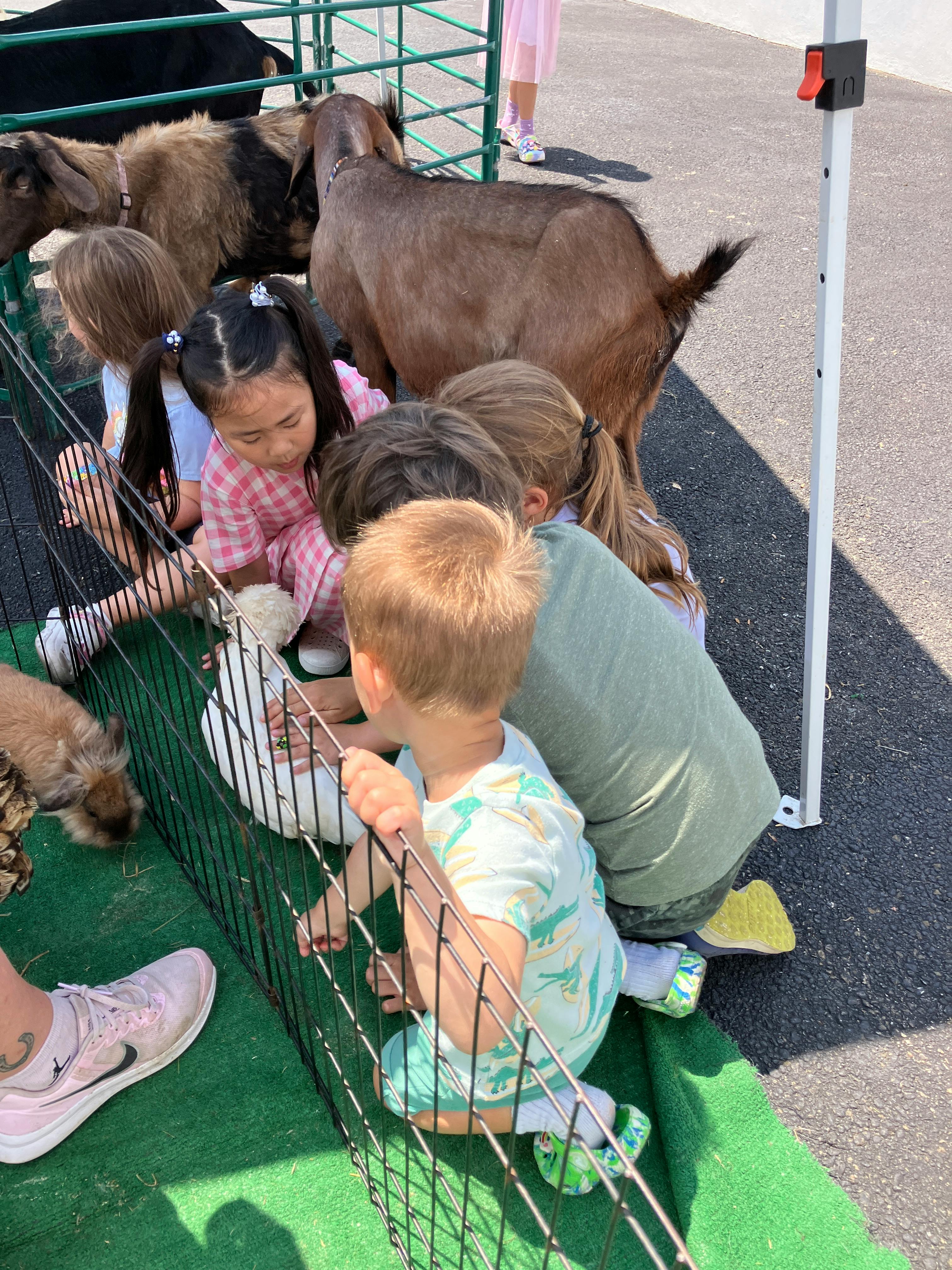 People petting goats in an enclosure