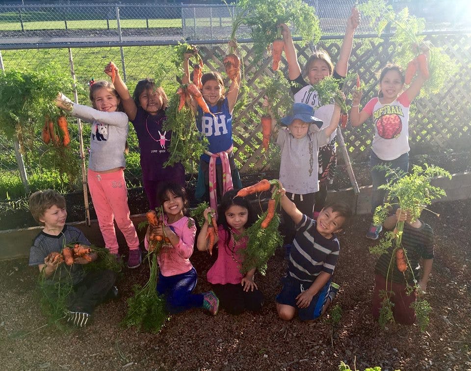 Children holding up freshly harvested carrots in a garden