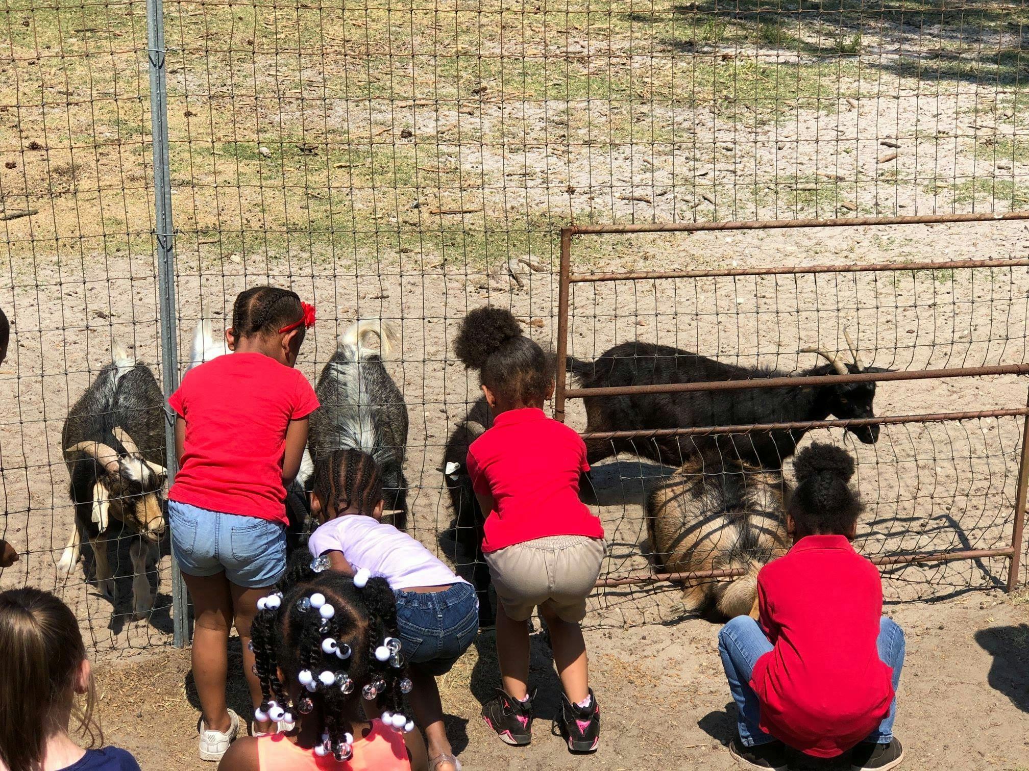 Children looking at goats through a fence