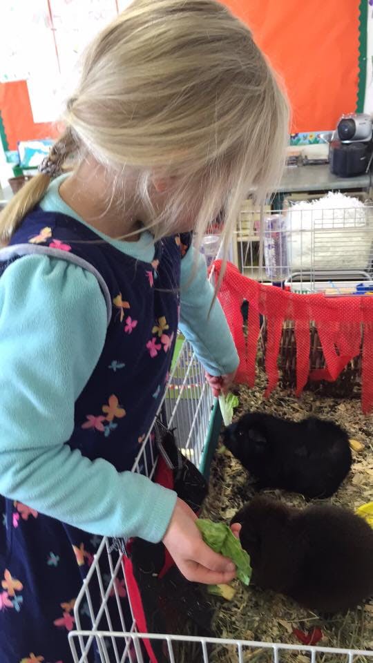 Child feeding lettuce to two guinea pigs in a cage