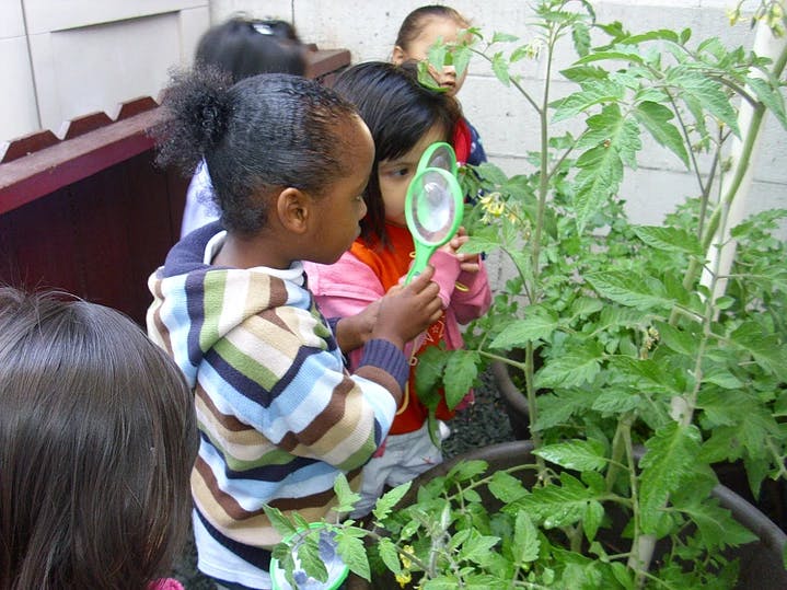 Children looking at plants with magnifying glasses