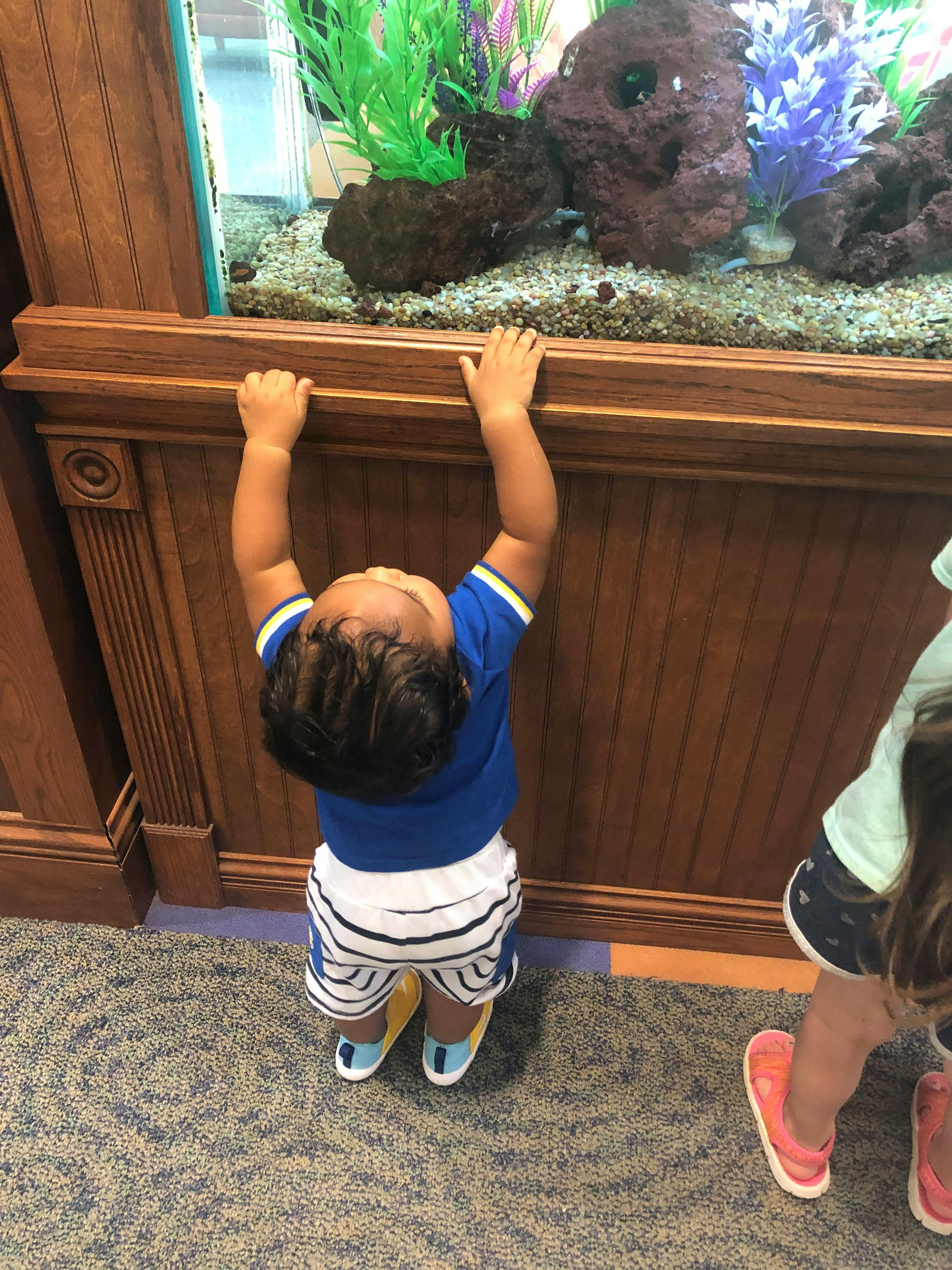 Child looking into an aquarium