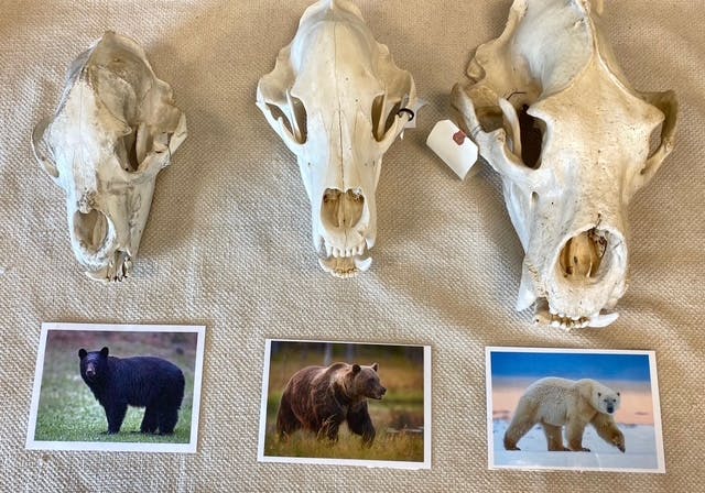 Three bear skulls with photos of a black bear, grizzly bear, and polar bear