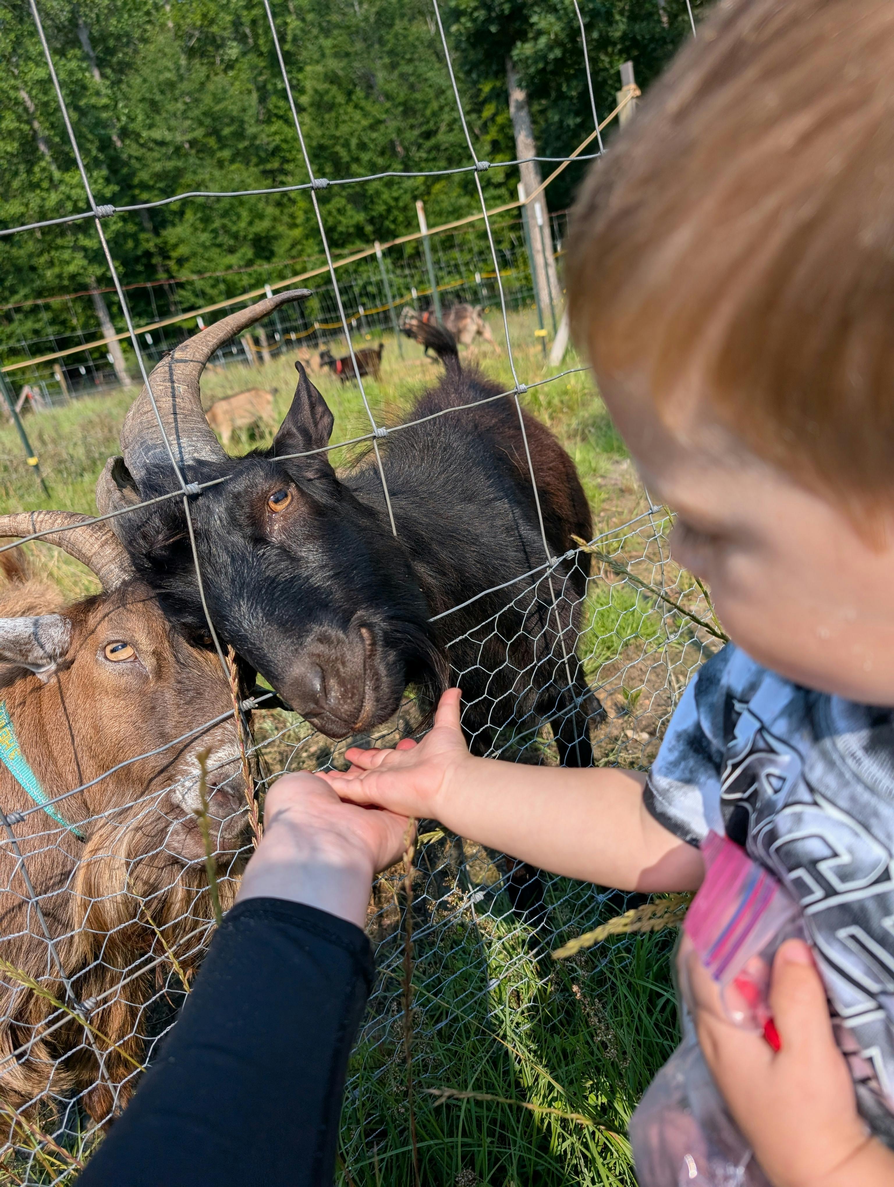 Child and person feeding goats through a fence