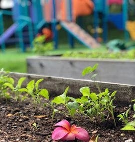 Pink flower on the ground in front of a garden bed with small plants