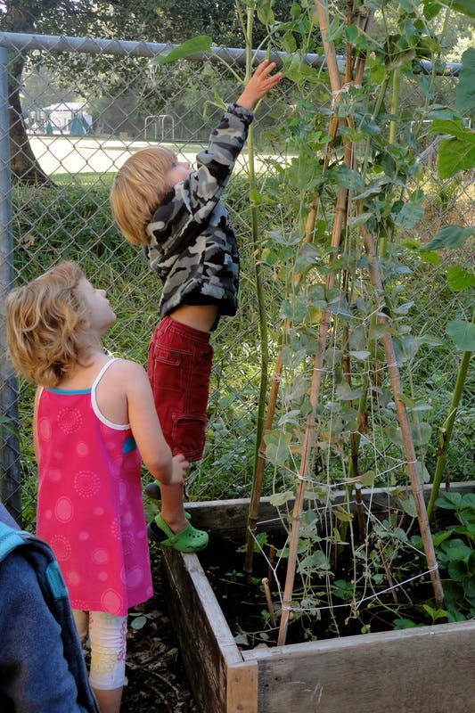 Child reaching for a plant in a raised garden bed, another child watching