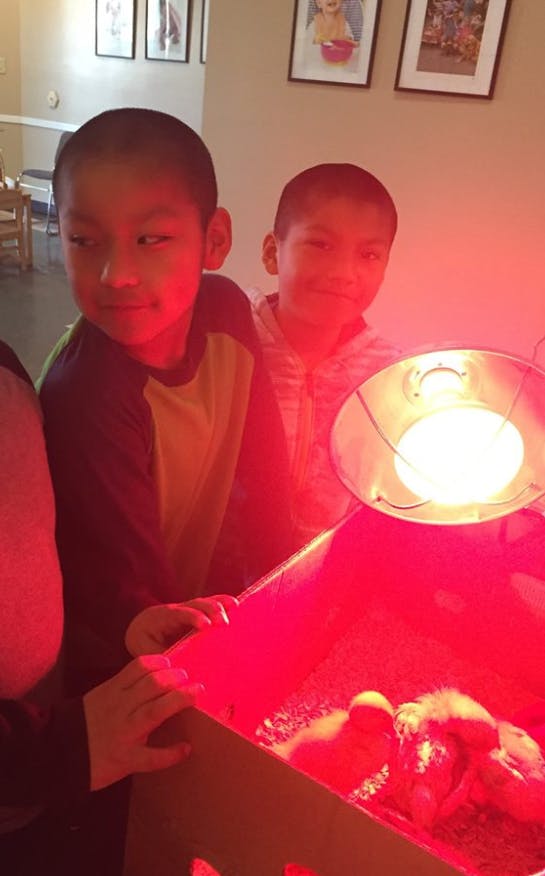 Two children looking at chicks under a heat lamp