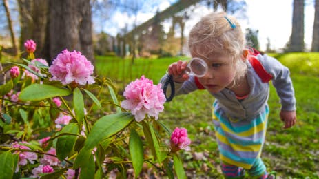 Child looking at pink flowers with a magnifying glass