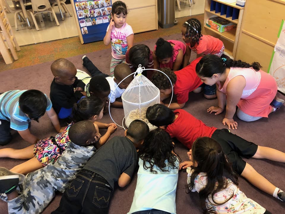 Children gathered around a white mesh insect habitat on the floor
