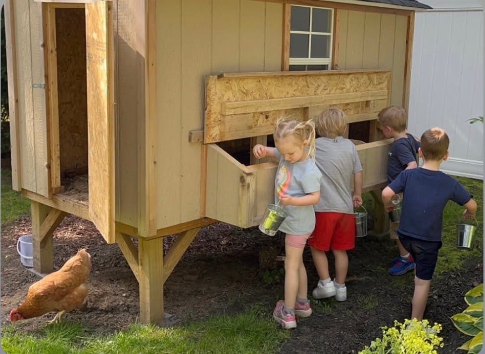 Children gathering eggs with small buckets at a backyard chicken coop