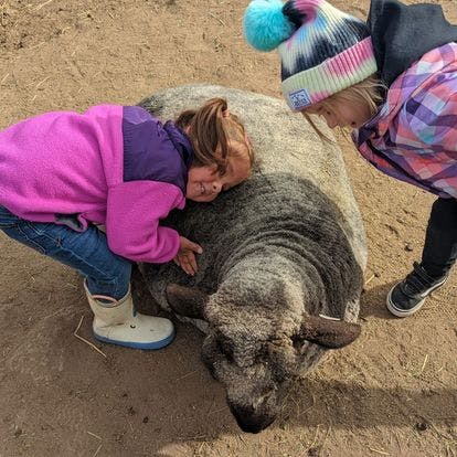 Two children interacting with a sheep on the ground