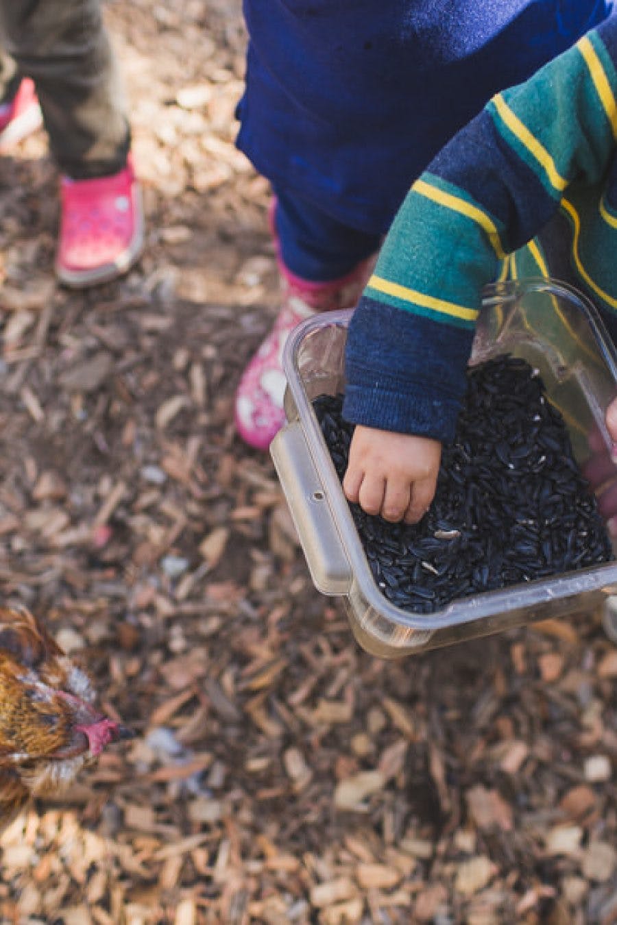 Child's hand in a container of seeds, chicken licking its beak