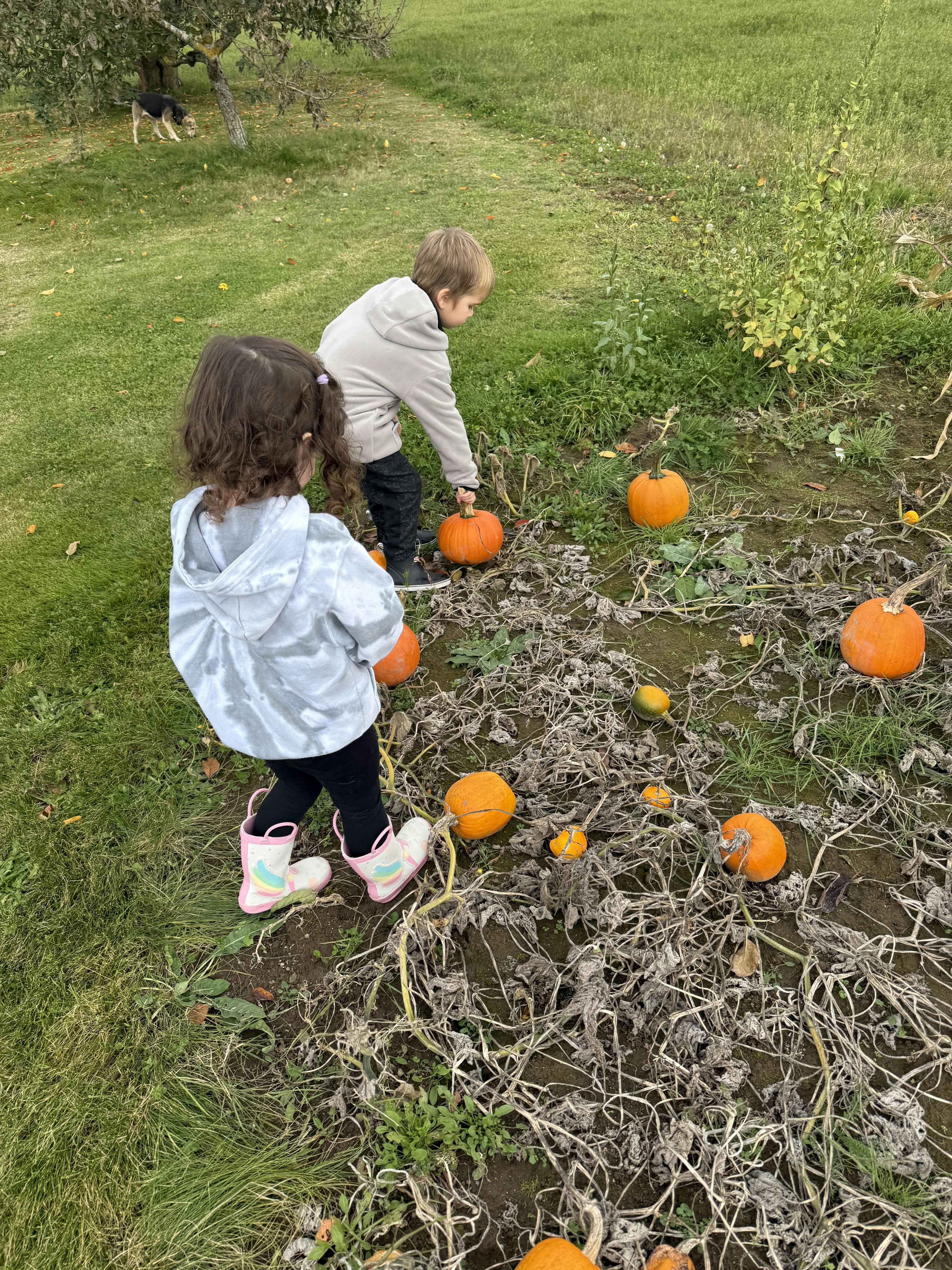 Two children picking pumpkins in a field