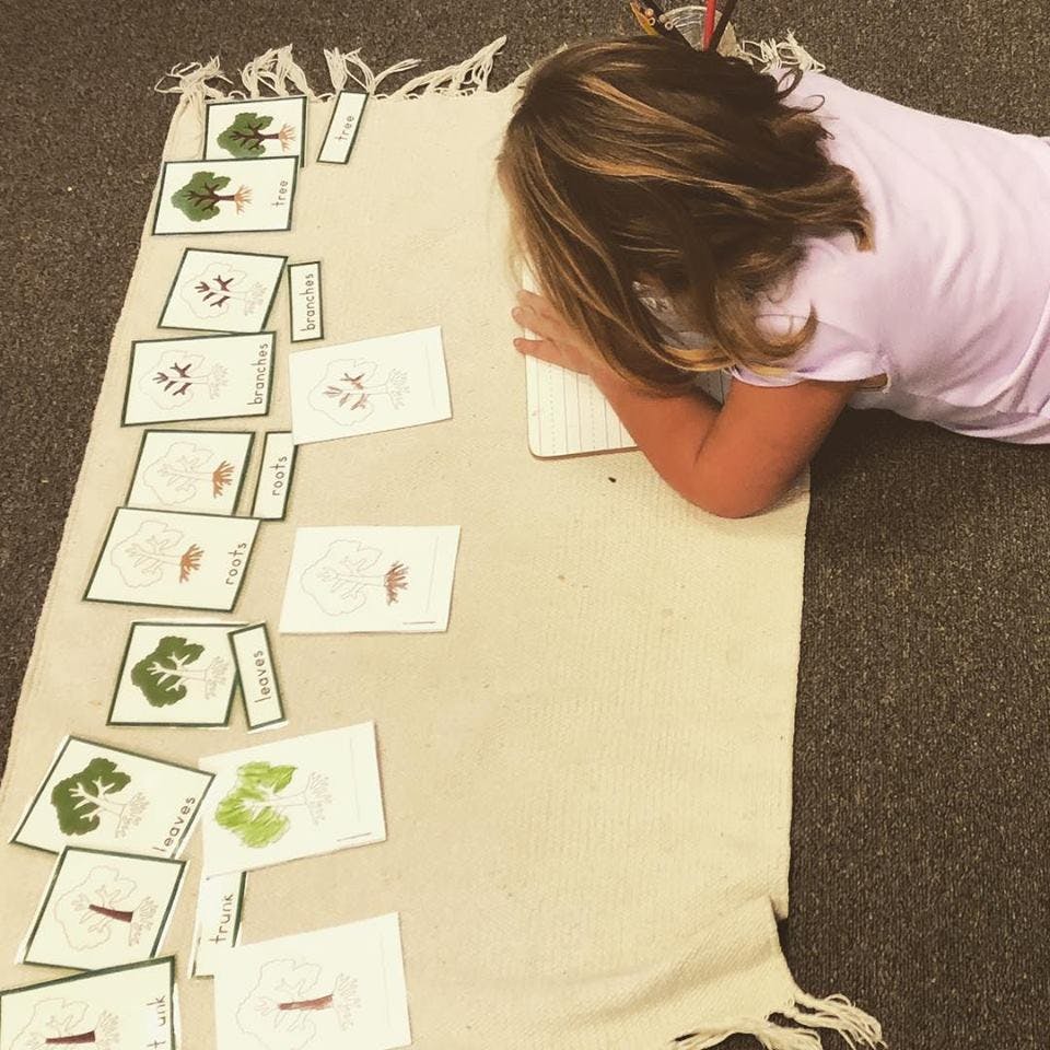 Child lying on a rug, looking at cards with images of plants
