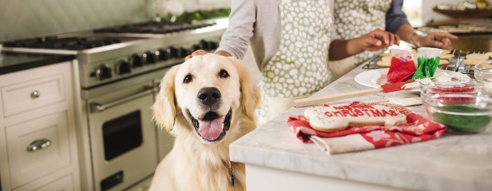 Person petting a golden retriever in a kitchen with cookies on the counter