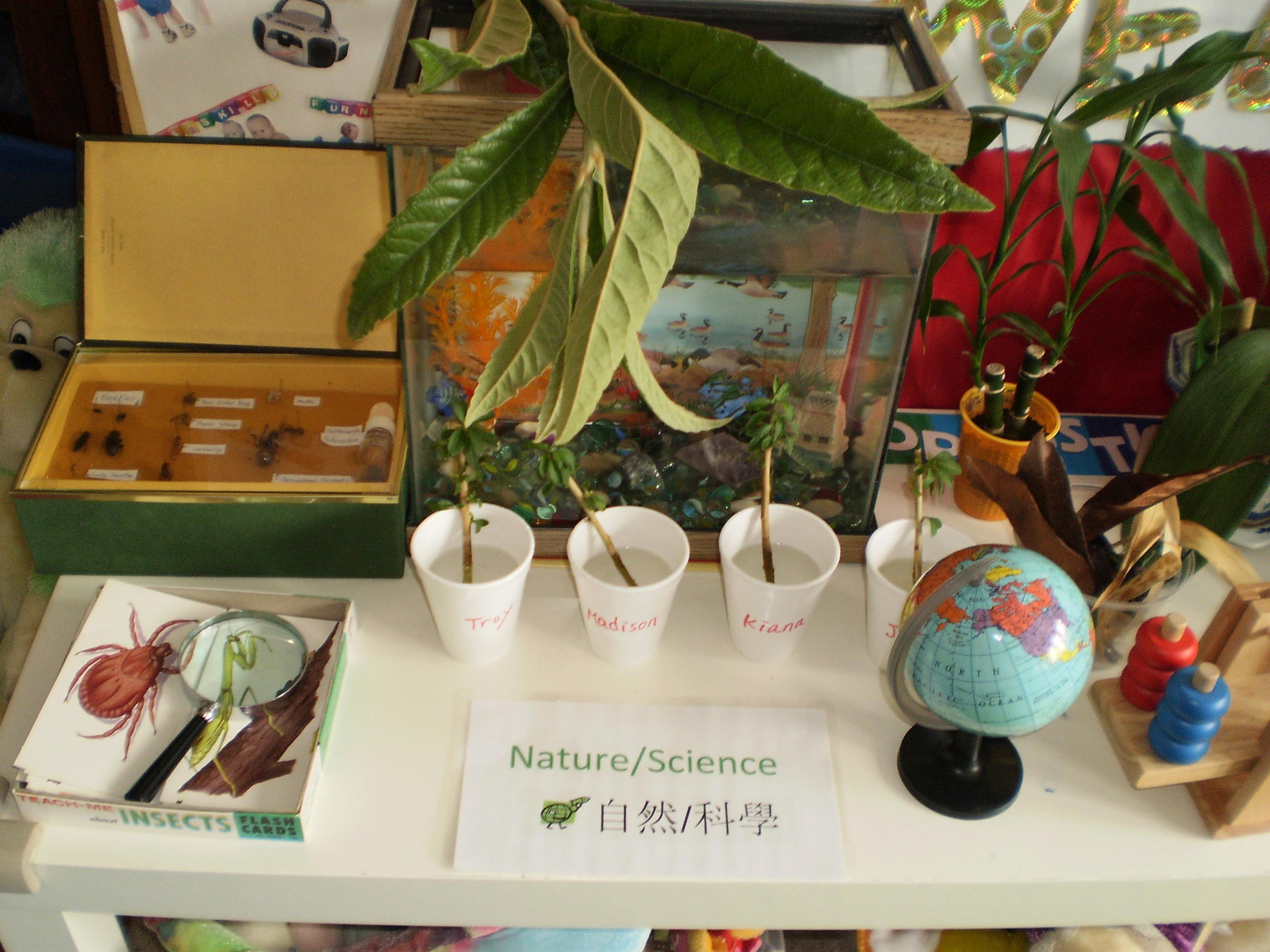 Tabletop display with plants, a globe, and an insect collection