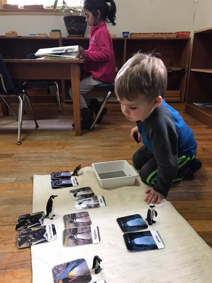 Child on floor playing with penguin cards and figurines, another child at a desk