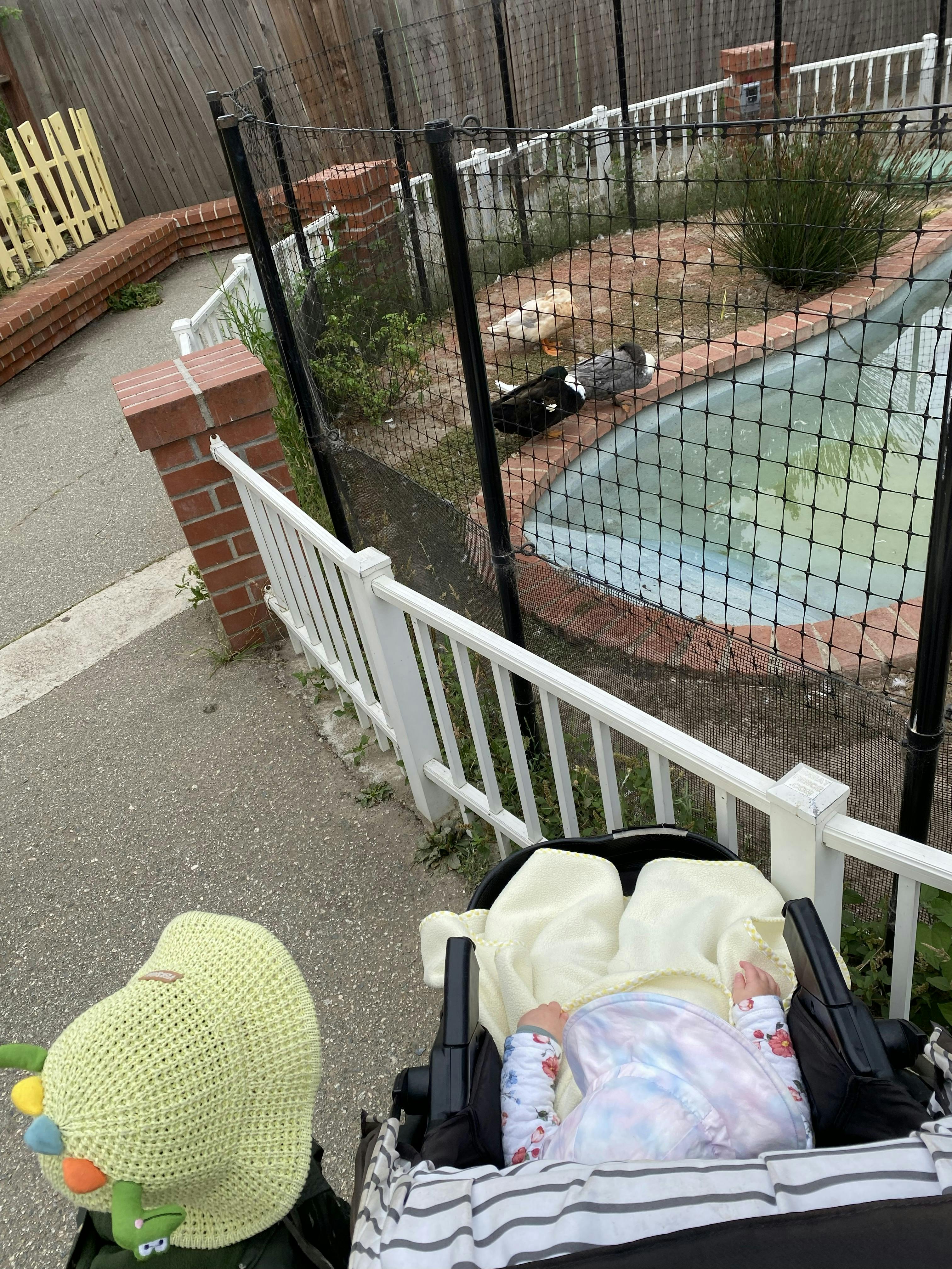 Baby in a stroller looking at ducks next to a pond