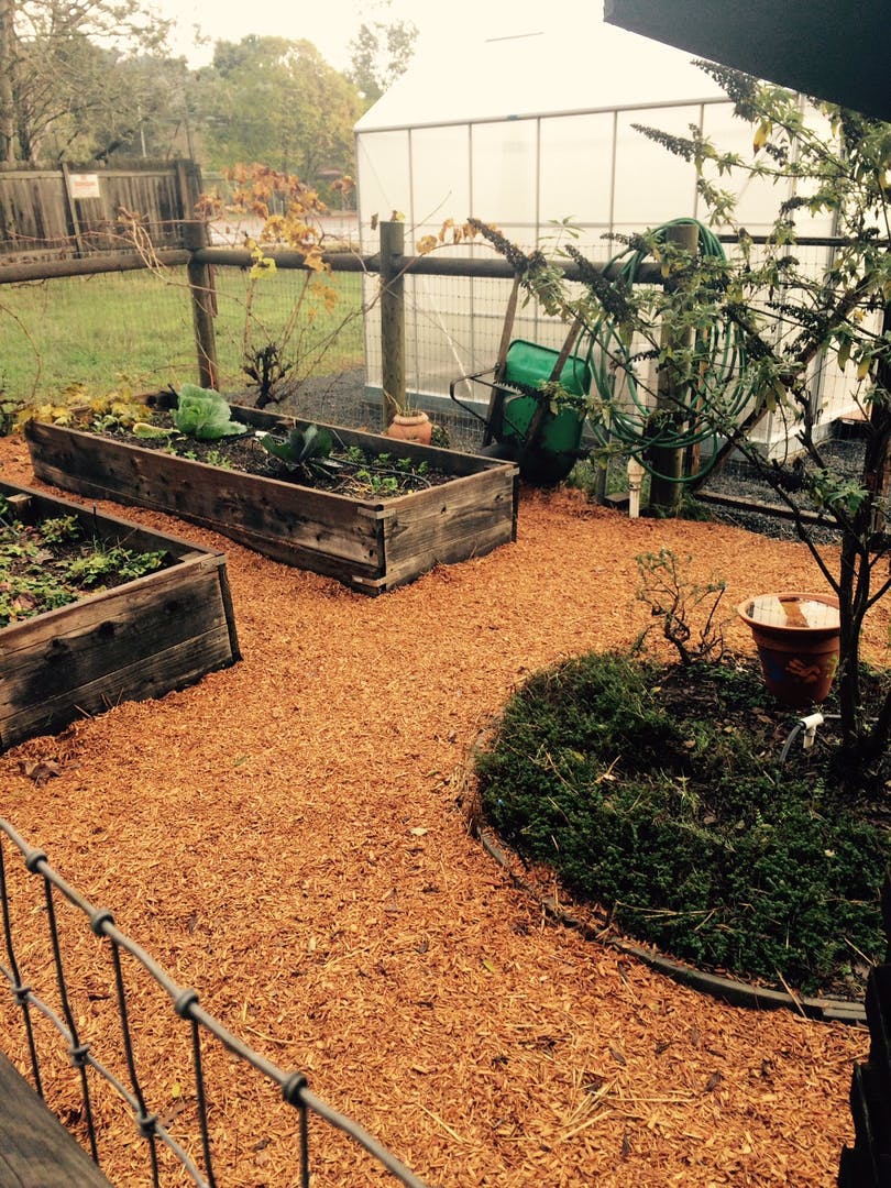 Raised garden beds with plants and a greenhouse in the background