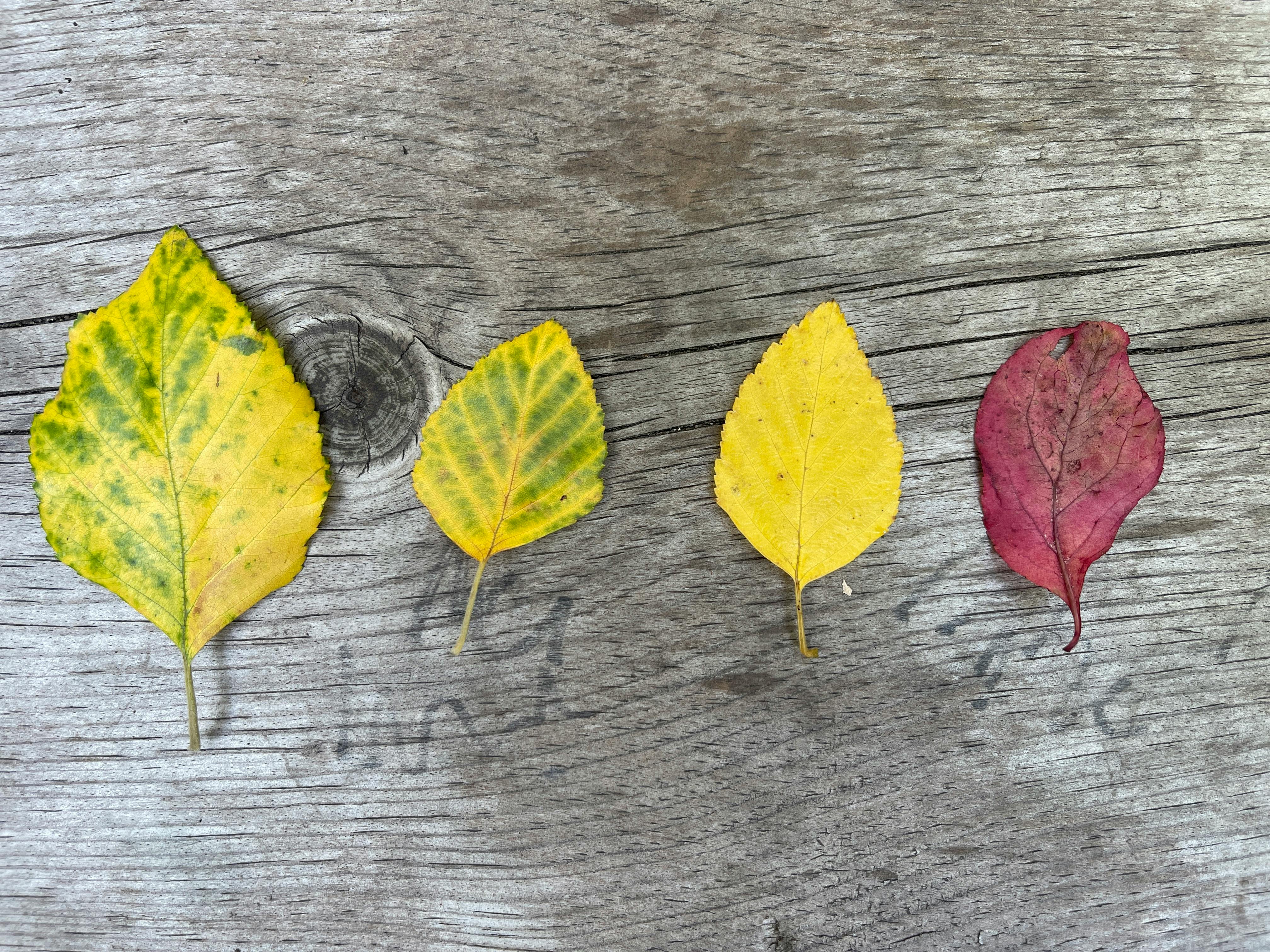 Four autumn leaves on a wooden surface