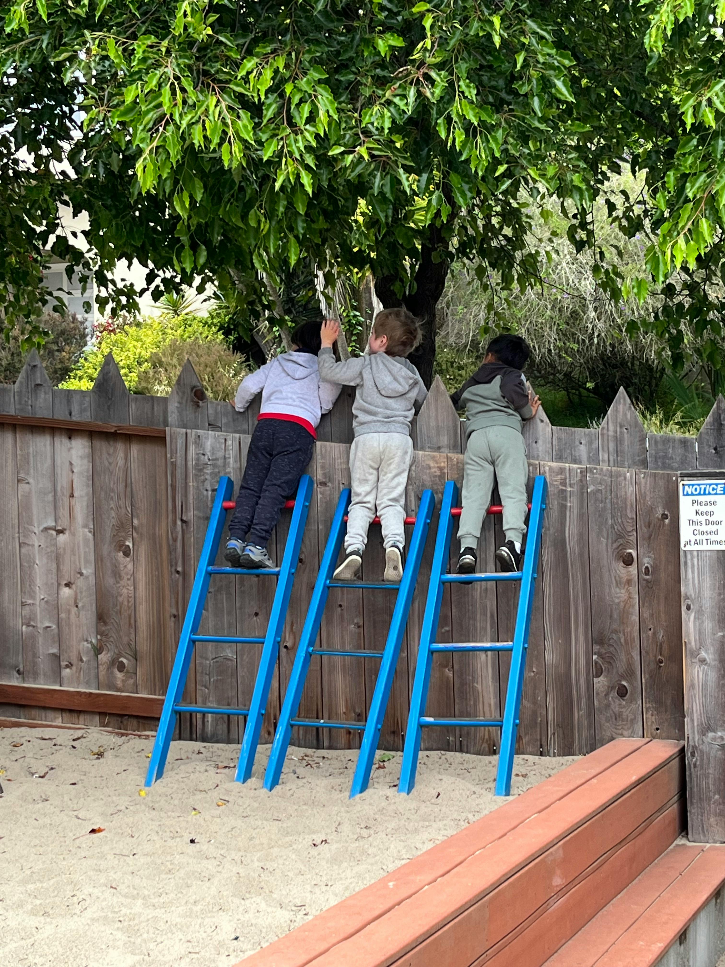 Three children on ladders looking over a wooden fence at a tree