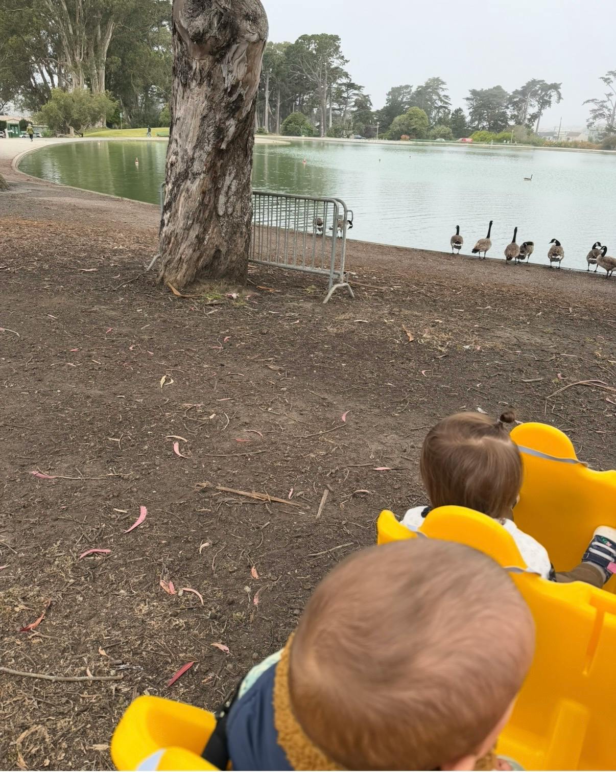 Two children sitting in a stroller looking at geese by a lake
