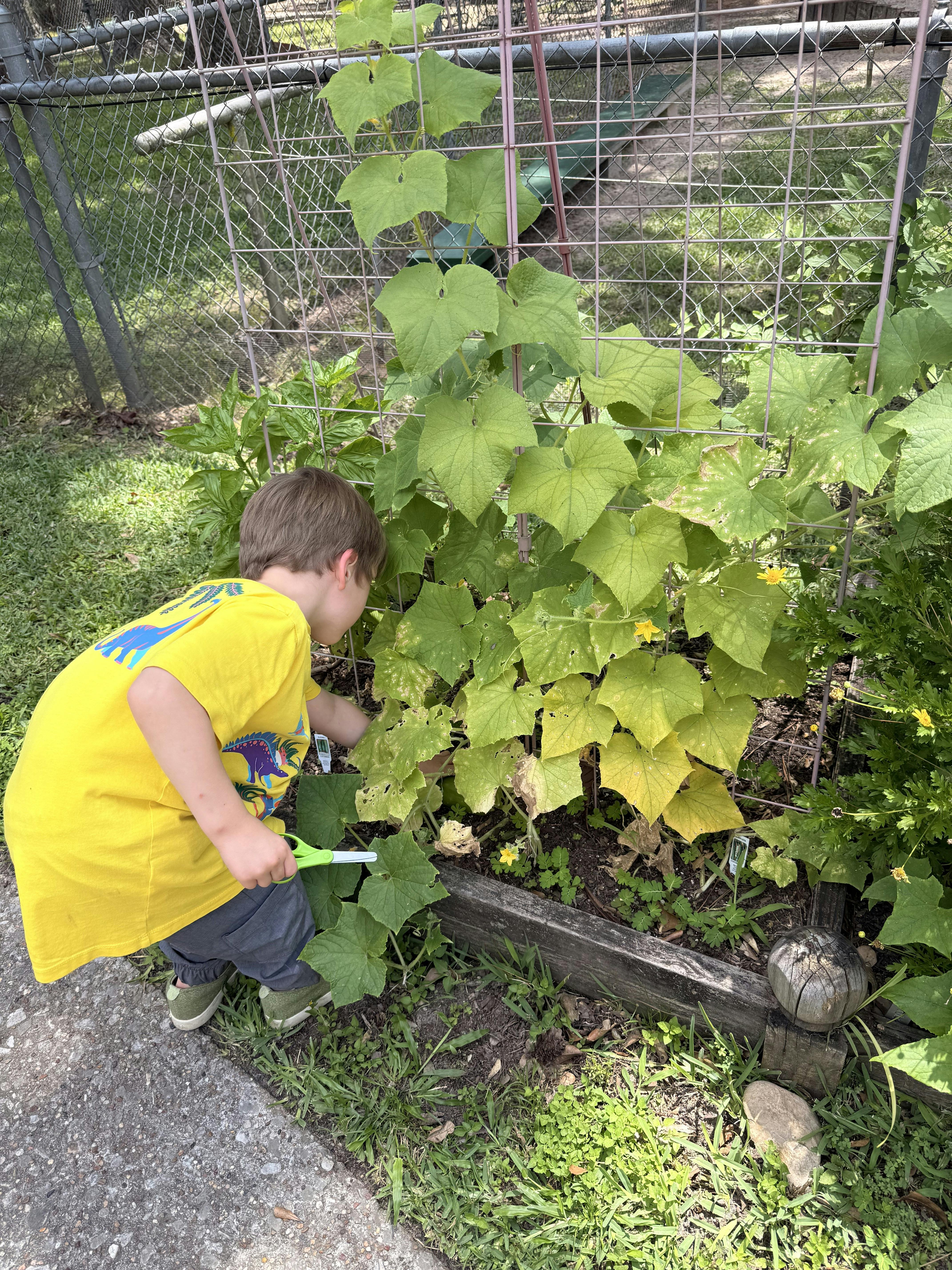 Child crouching and using scissors to prune plants in a garden