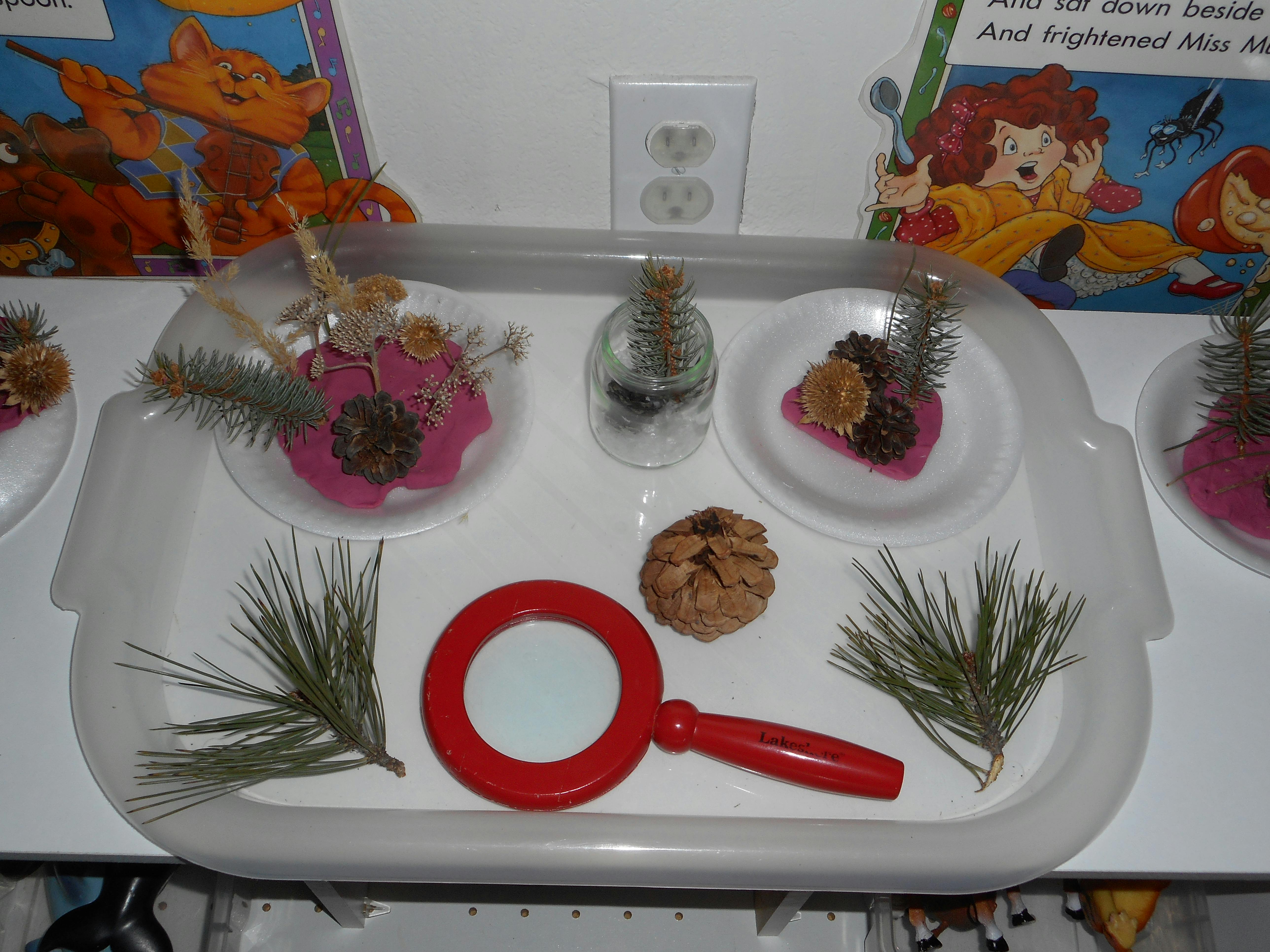 Tray with pine needles, pinecones, and a red magnifying glass