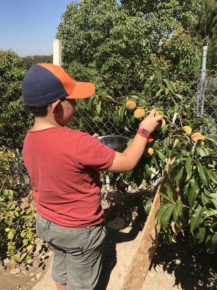 Child picking fruit from a tree