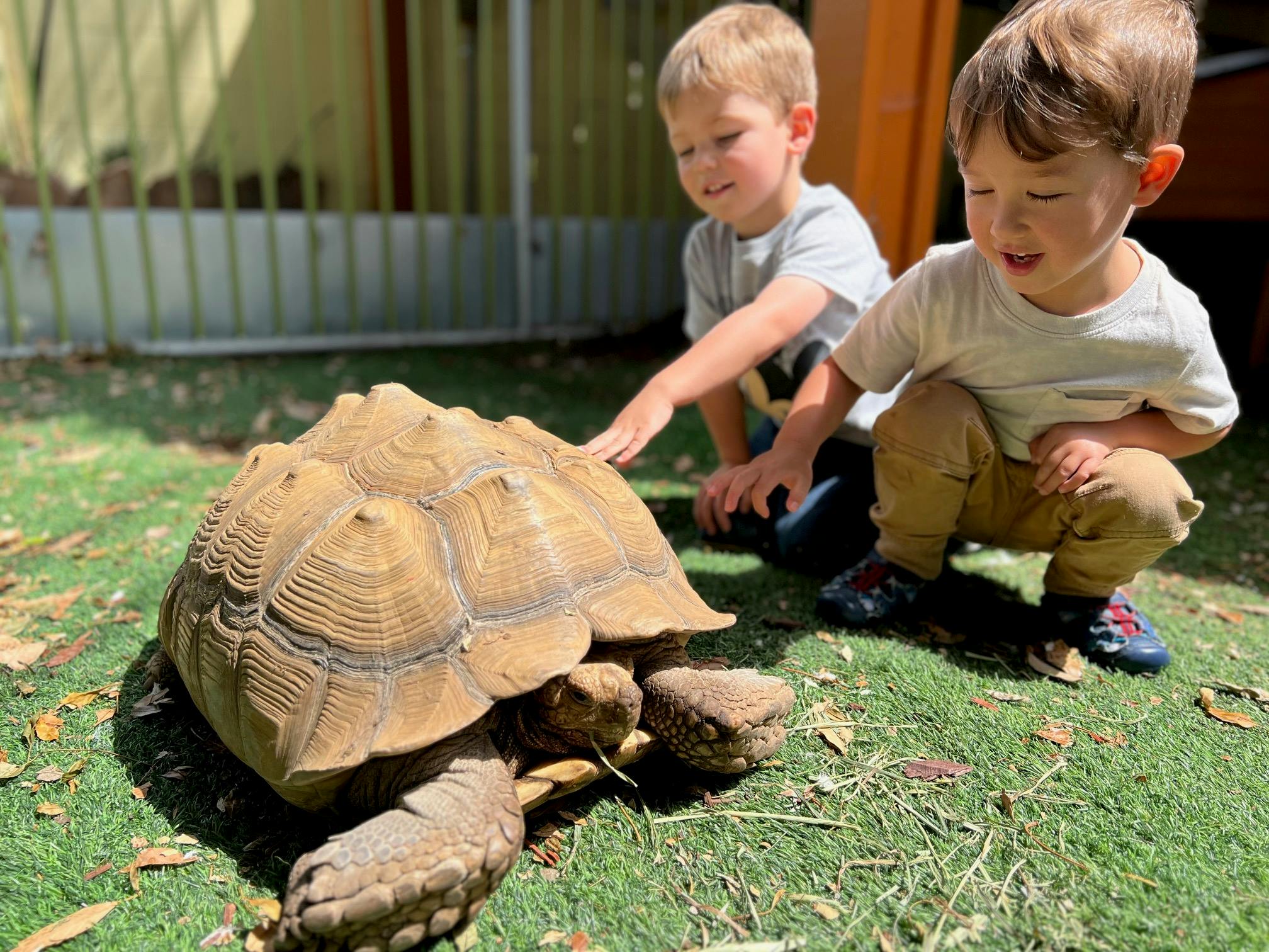 Two children interacting with a large tortoise on grass