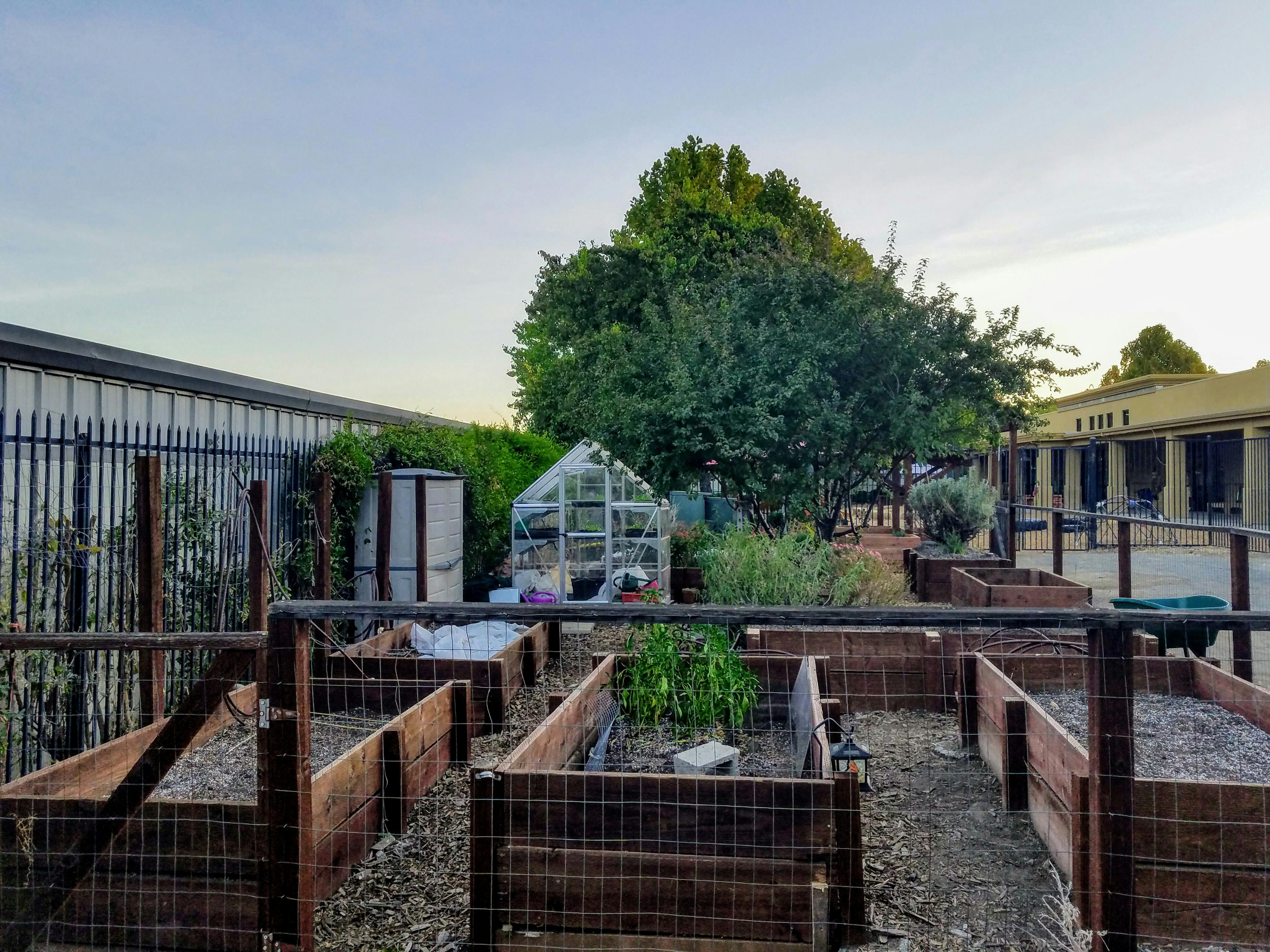 Raised garden beds with a small greenhouse in the background