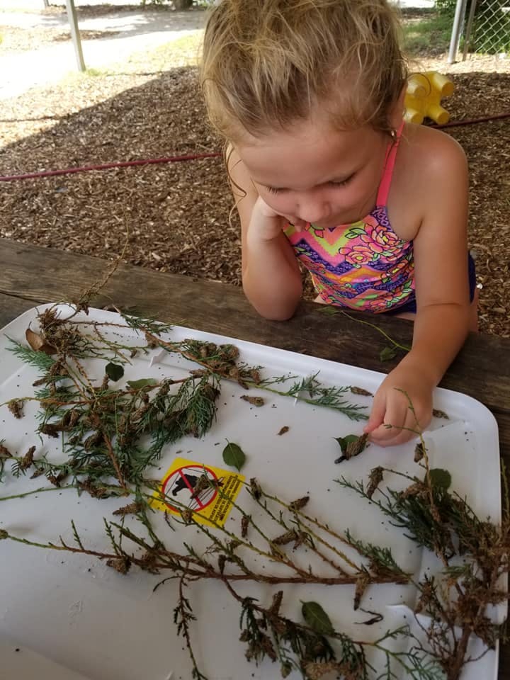 Child looking at natural elements on a white tray