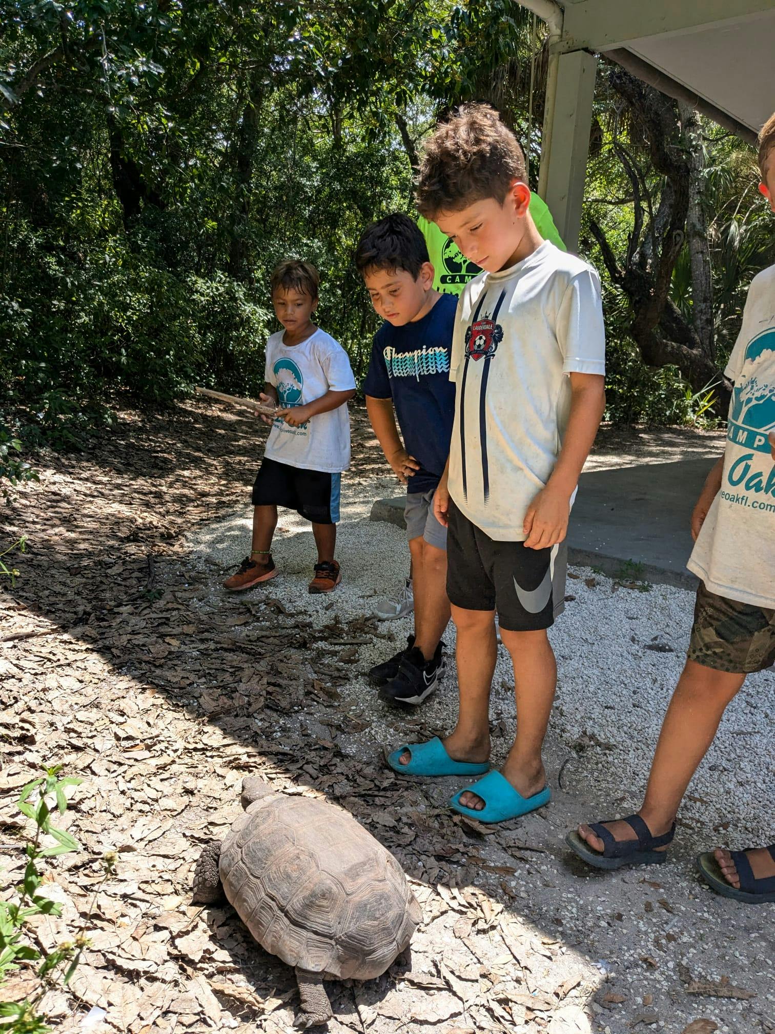 Children watching a tortoise on a path