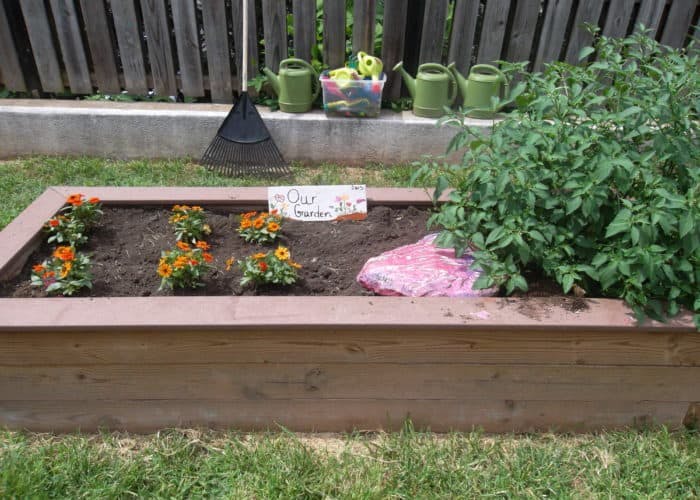 Raised garden bed with small orange flowers and green plants