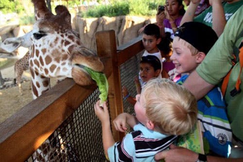 Children feeding a giraffe