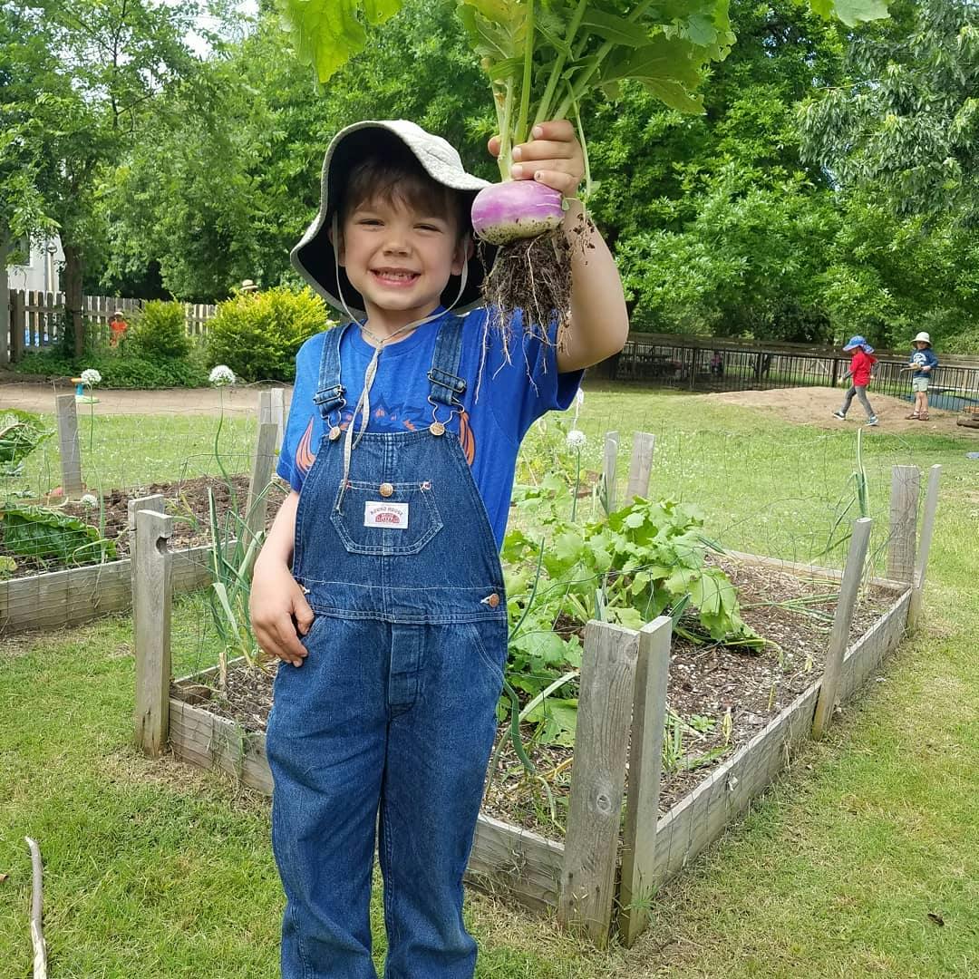 Child in overalls holding a freshly pulled turnip with roots in a garden