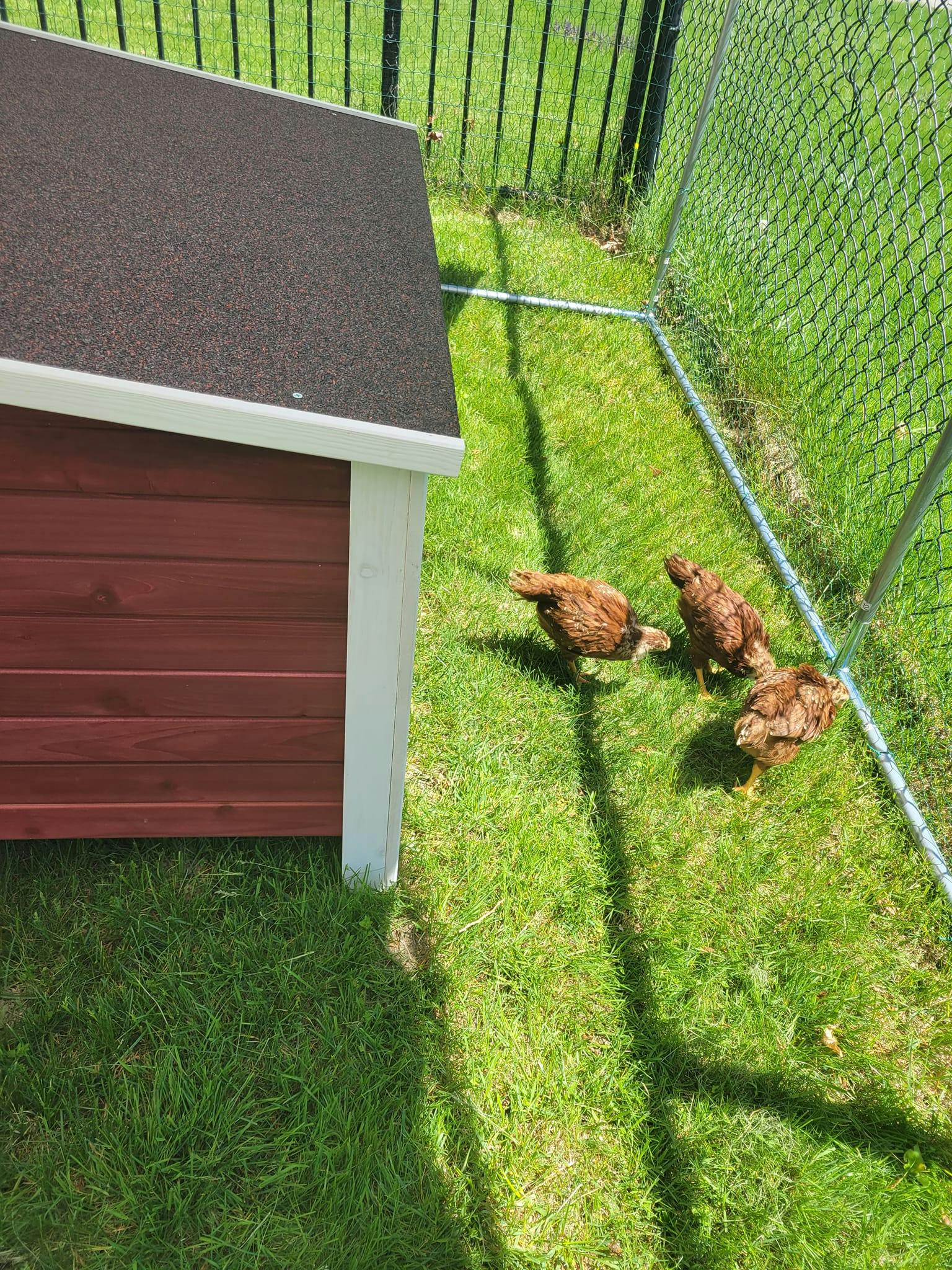 Three chickens on grass next to a chicken coop