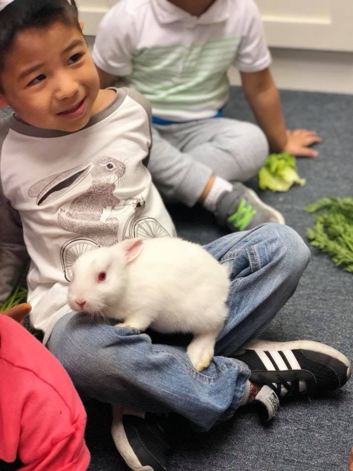 Child sitting with a white rabbit on their lap