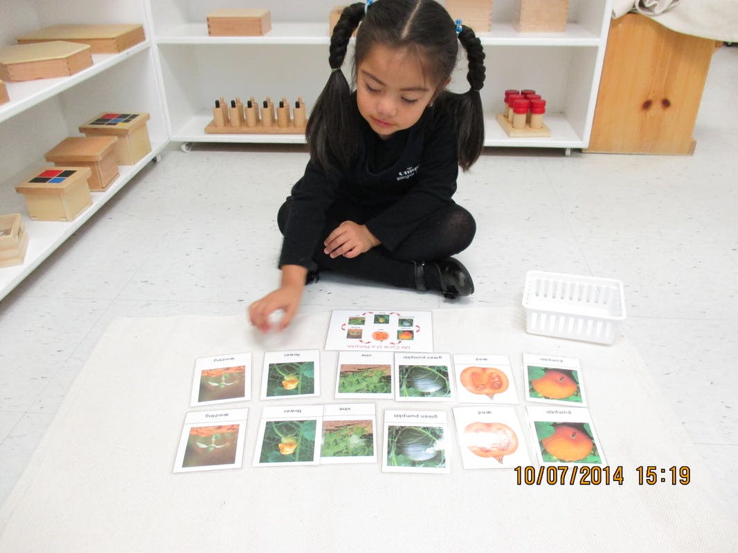 Child sitting on floor arranging picture cards