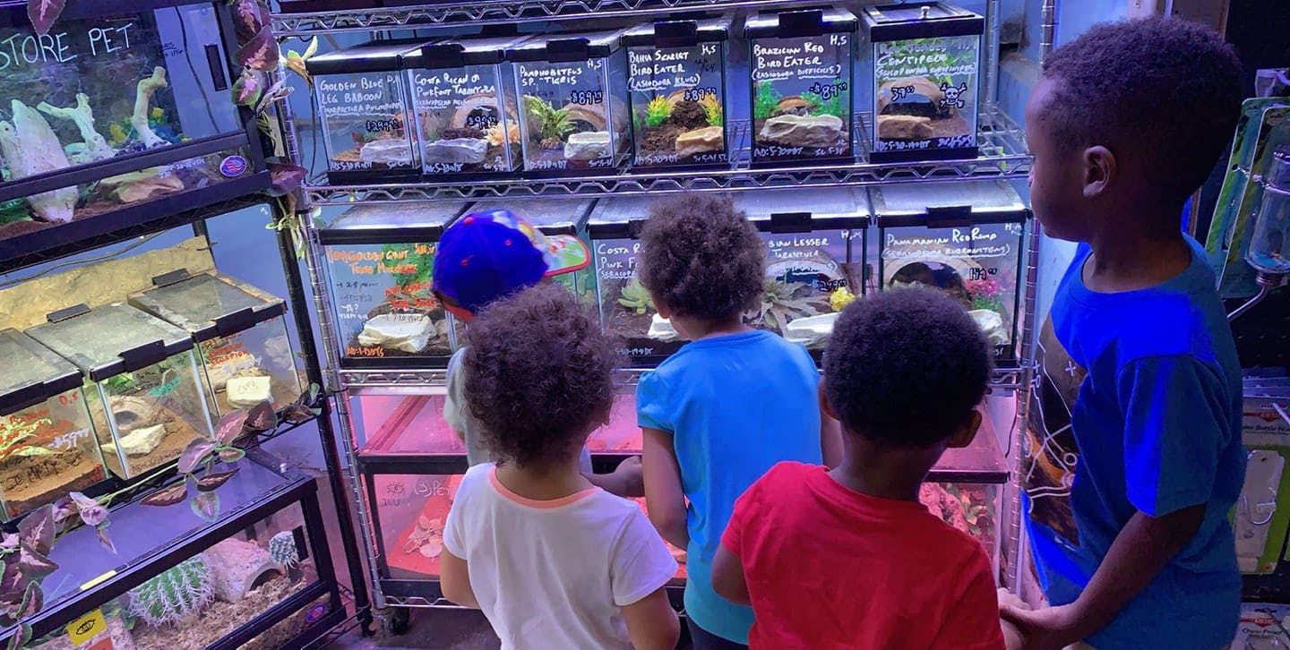 Children looking at animals in tanks at a store