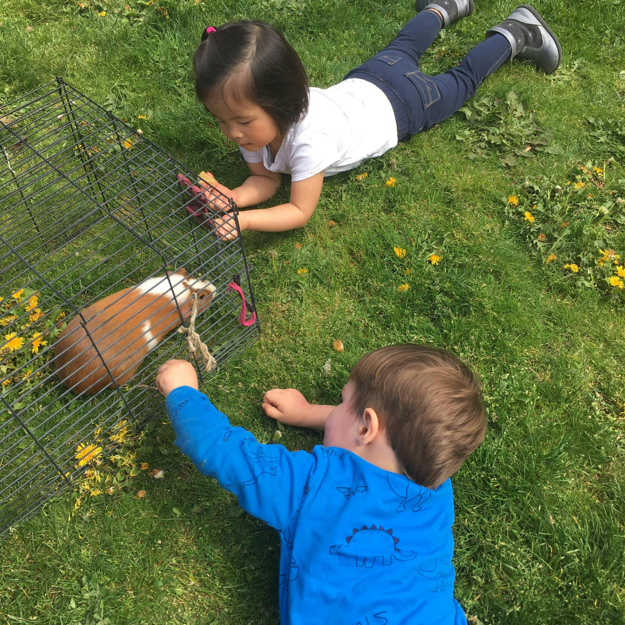 Two children on grass looking at a guinea pig in a cage