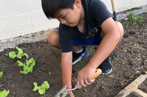 Child gardening with a small trowel next to young plants