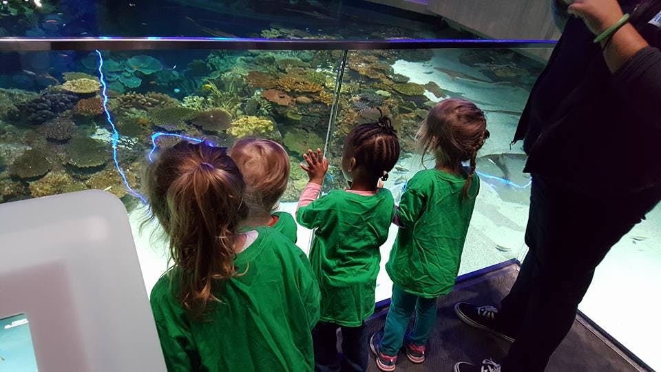 Children looking into an aquarium