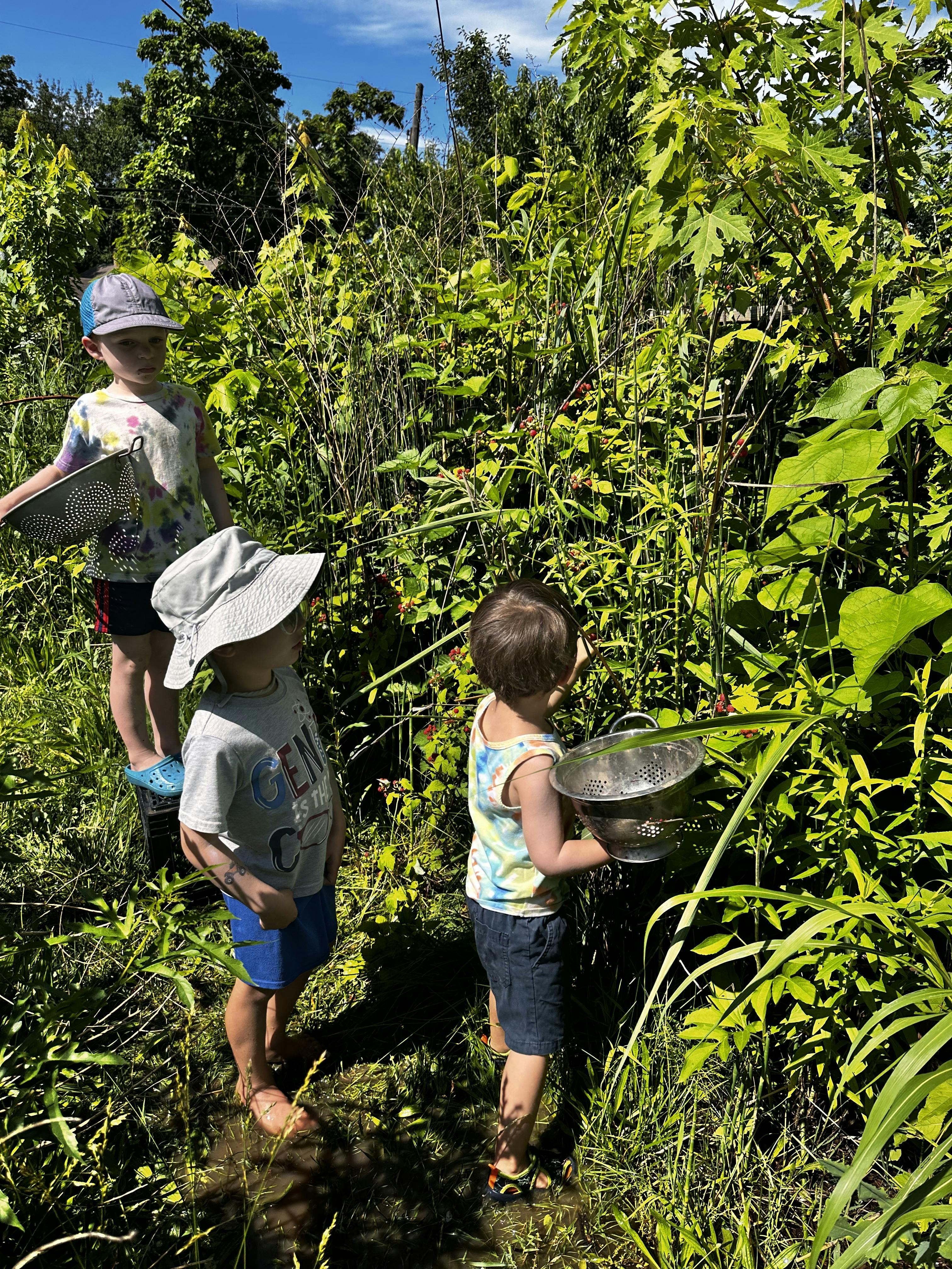 Three children picking berries into metal colanders in a garden